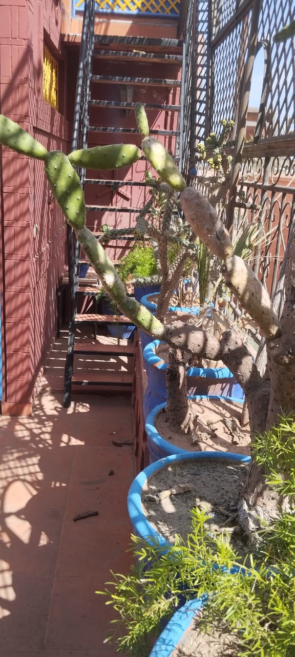 Riad à vendre Riad Zitoune Jdid Marrakech